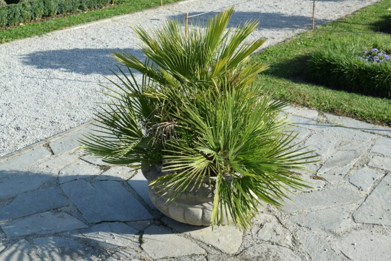 Palmeras pequeñas para jardín