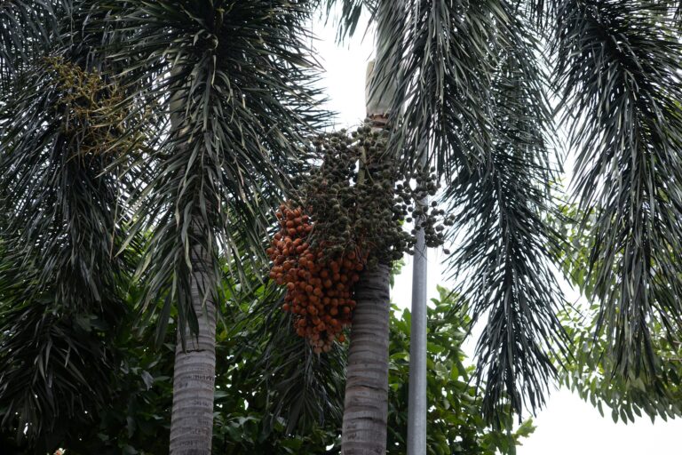 Plagas y enfermedades de las palmeras