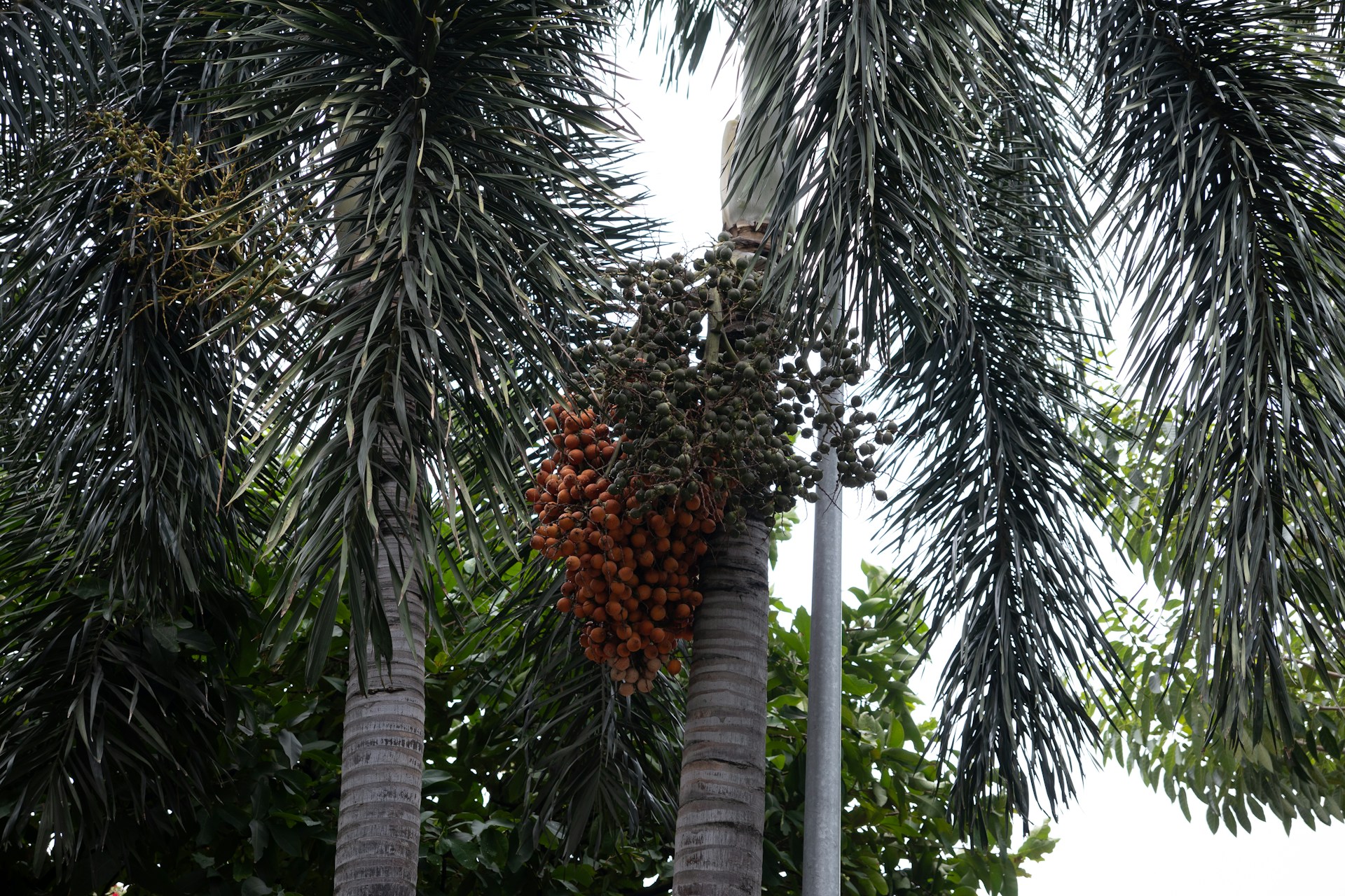 Plagas y enfermedades de las palmeras