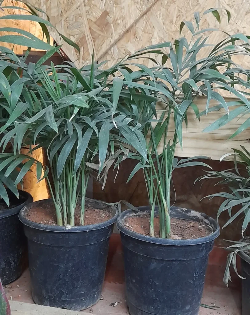 Palmera de salón (Chamaedorea elegans) en maceta