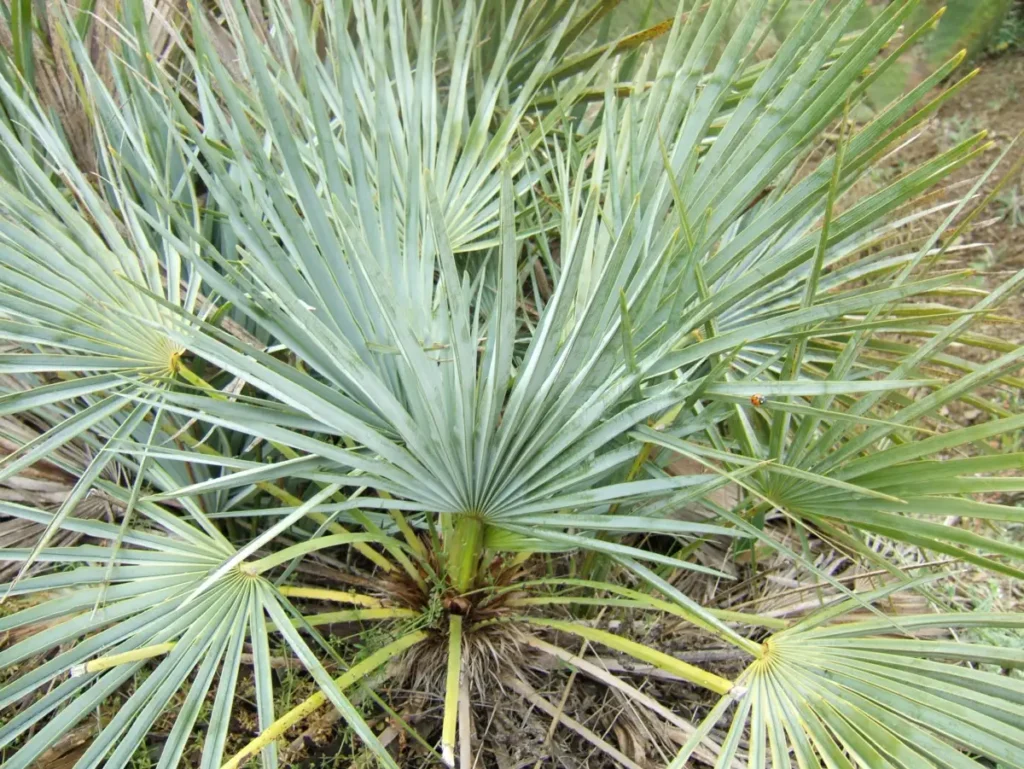 Chamaerops humilis var. argentea, el palmito azul