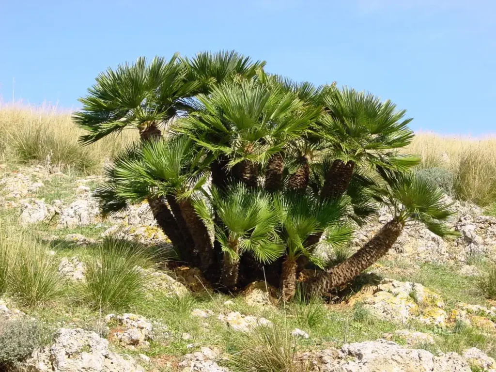Palmeras resistentes al frío: especies y cuidados para climas templados 2 Hoja palmada de Chamaerops humilis