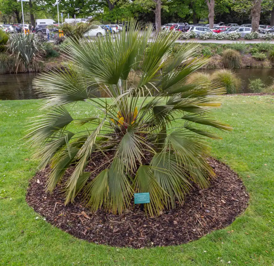 Chamaerops humilis multitronco