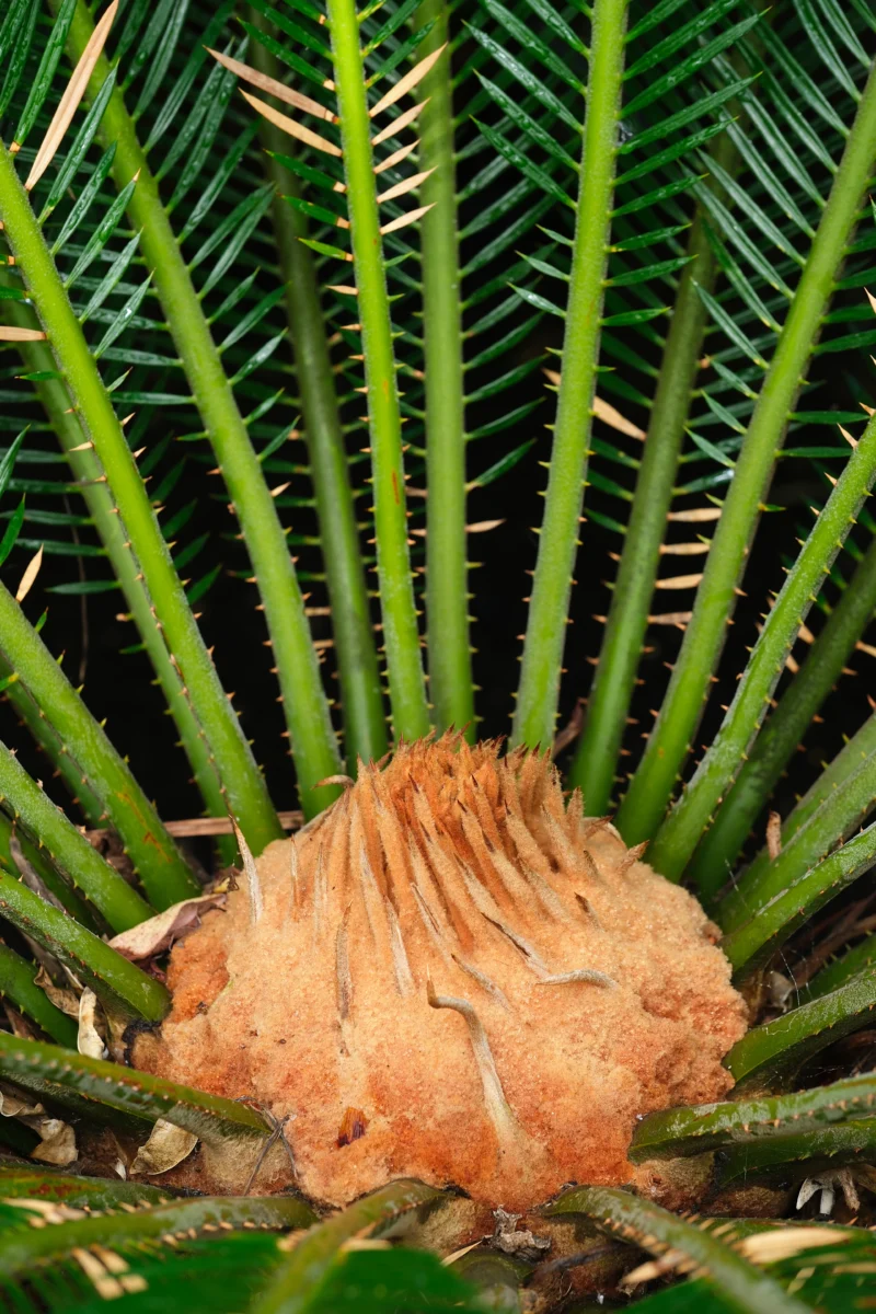 Estructura reproductora femenina de una Cycas revoluta: masa algodonosa de megasporófilos en el centro de la corona