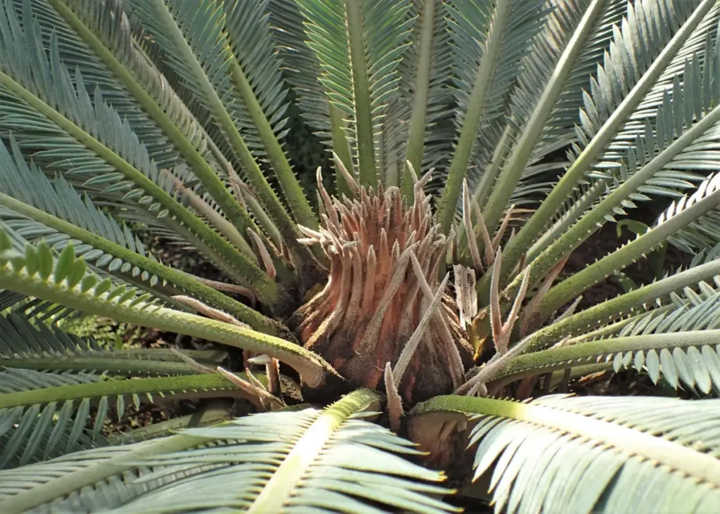 Corona de una Cycas revoluta con las hojas pinnadas dispuestas en roseta alrededor del ápice del tronco