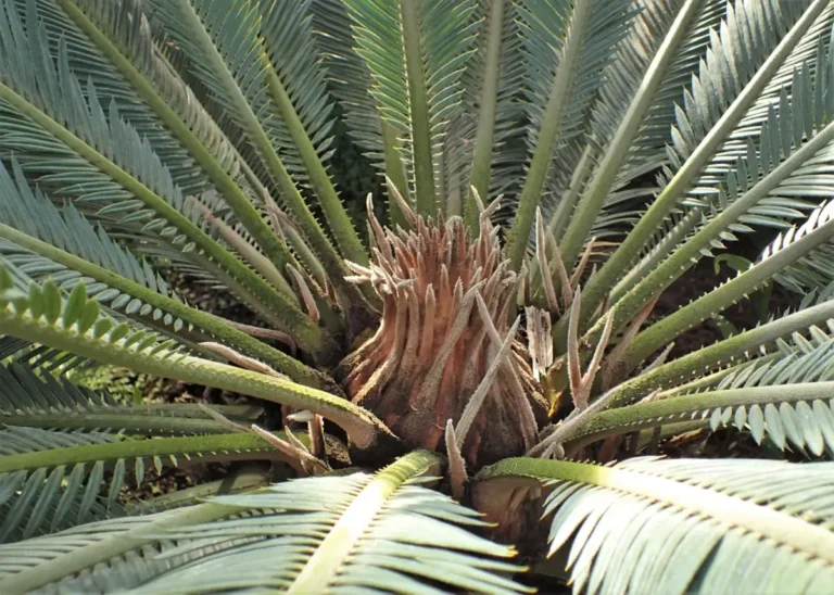 Corona de una Cycas revoluta con las hojas pinnadas dispuestas en roseta alrededor del ápice del tronco