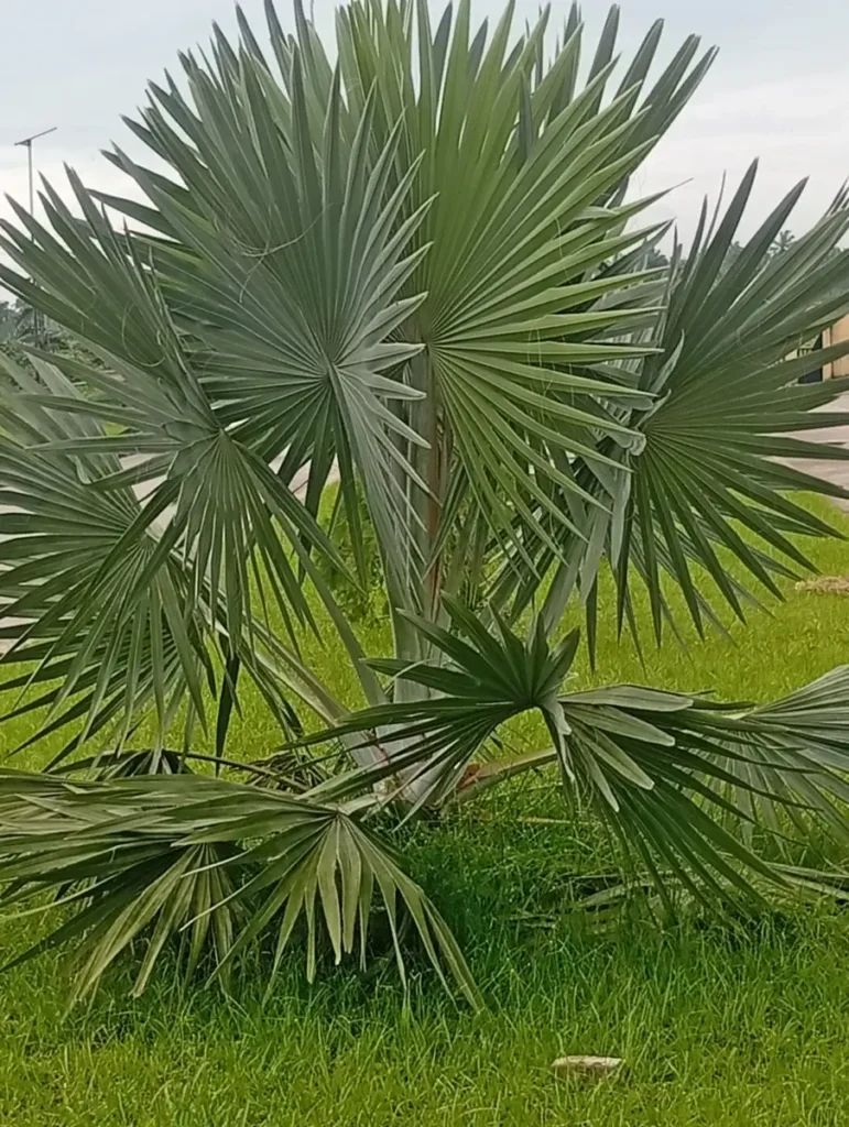 Palmera con el follaje sano, de color verde uniforme y sin decoloración en las hojas