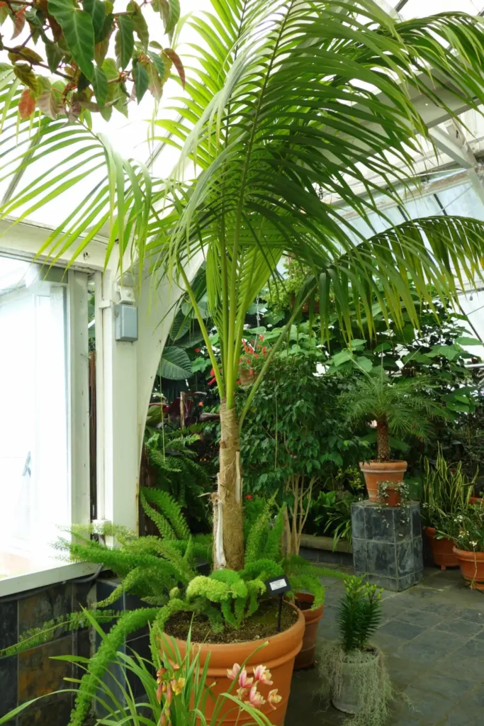 Kentia (Howea forsteriana) bajo cubierta
