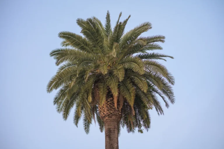 Corona de una palmera canaria adulta (Phoenix canariensis) vista desde abajo, muy densa y de verde intenso