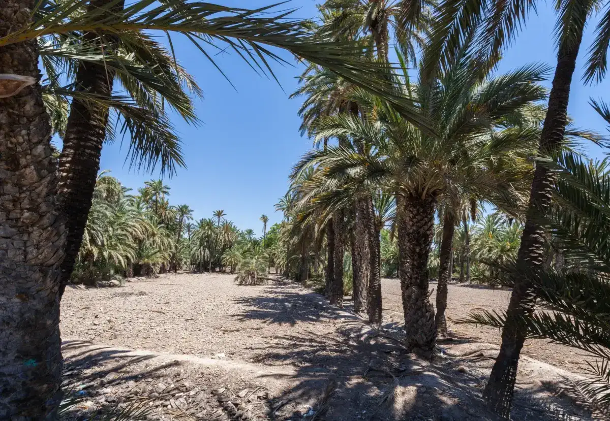 Palmera canaria (Phoenix canariensis): cuidados, poda y plagas 1 Interior del Palmeral de Elche, con palmeras datileras alineadas sobre suelo seco