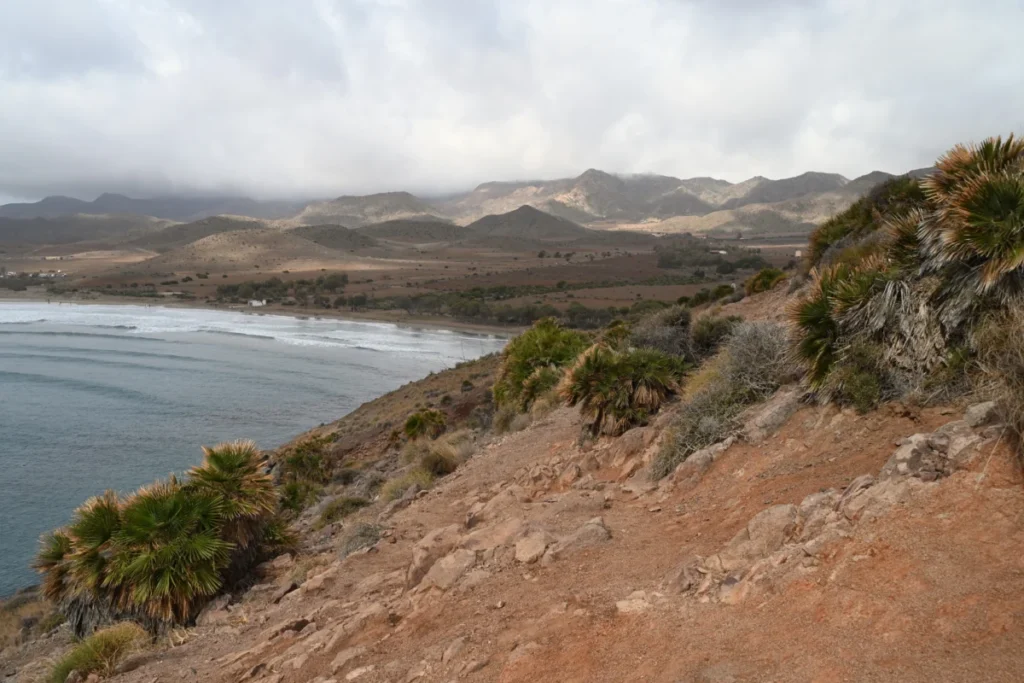 Palmitos silvestres en una ladera costera del Parque Natural de Cabo de Gata-Níjar