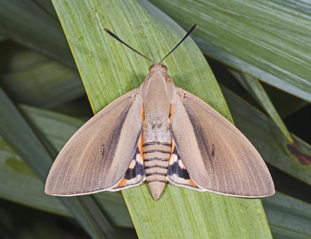 Hembra adulta de Paysandisia archon con las alas extendidas, mostrando las manchas blancas y anaranjadas