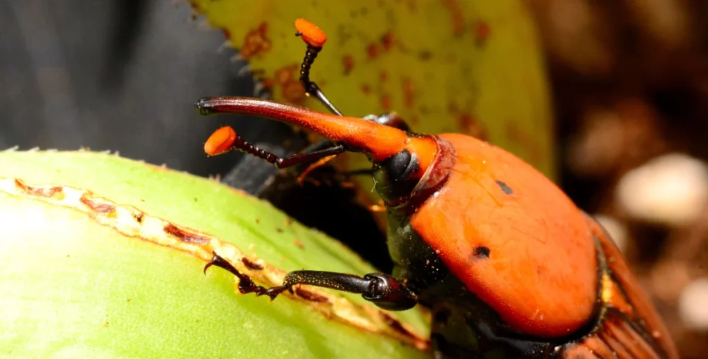 Adulto de picudo rojo (Rhynchophorus ferrugineus) sobre tejido de palmera, con el rostro alargado en forma de pico