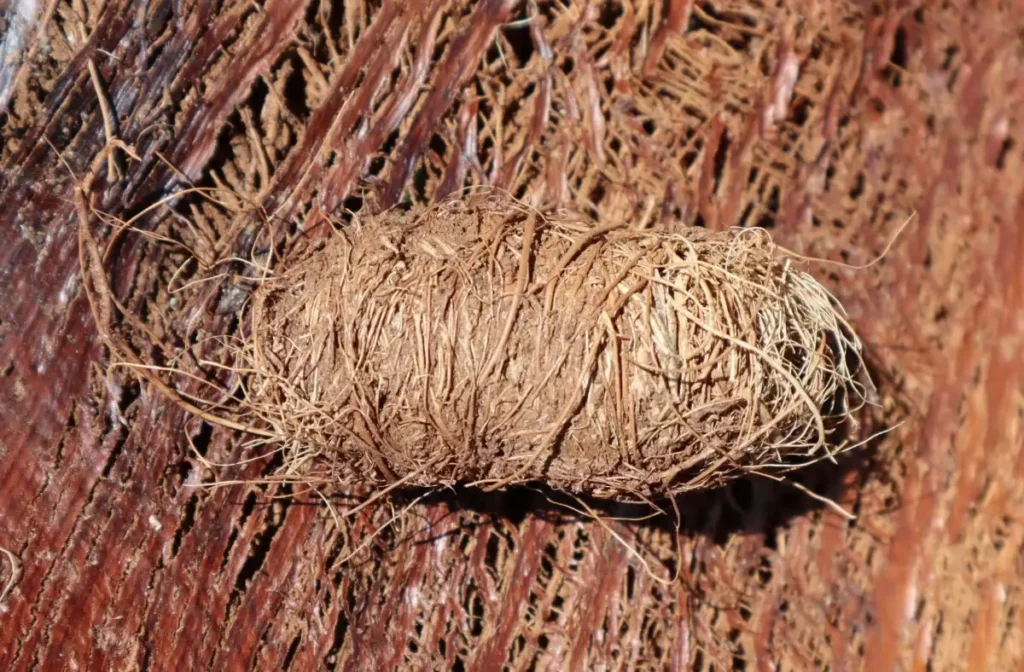 Capullo cilíndrico de fibra de una pupa de picudo rojo, sobre el tejido destruido del interior de una palmera