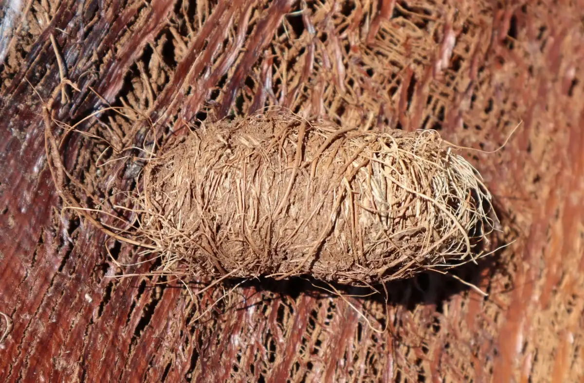 Picudo rojo en palmeras: cómo identificarlo, tratarlo y salvar la palmera 1 Capullo cilíndrico de fibra de una pupa de picudo rojo, sobre el tejido destruido del interior de una palmera