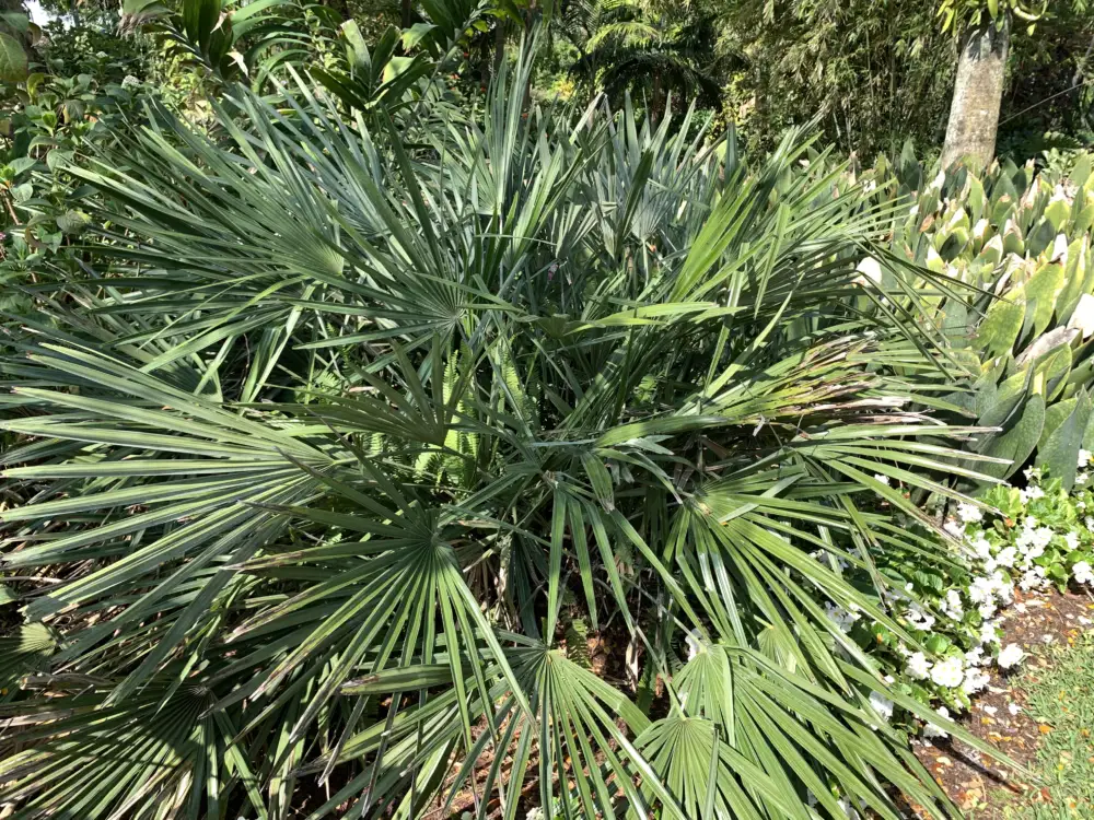 Mata de Rhapidophyllum hystrix, la palmera aguja, sin tronco visible