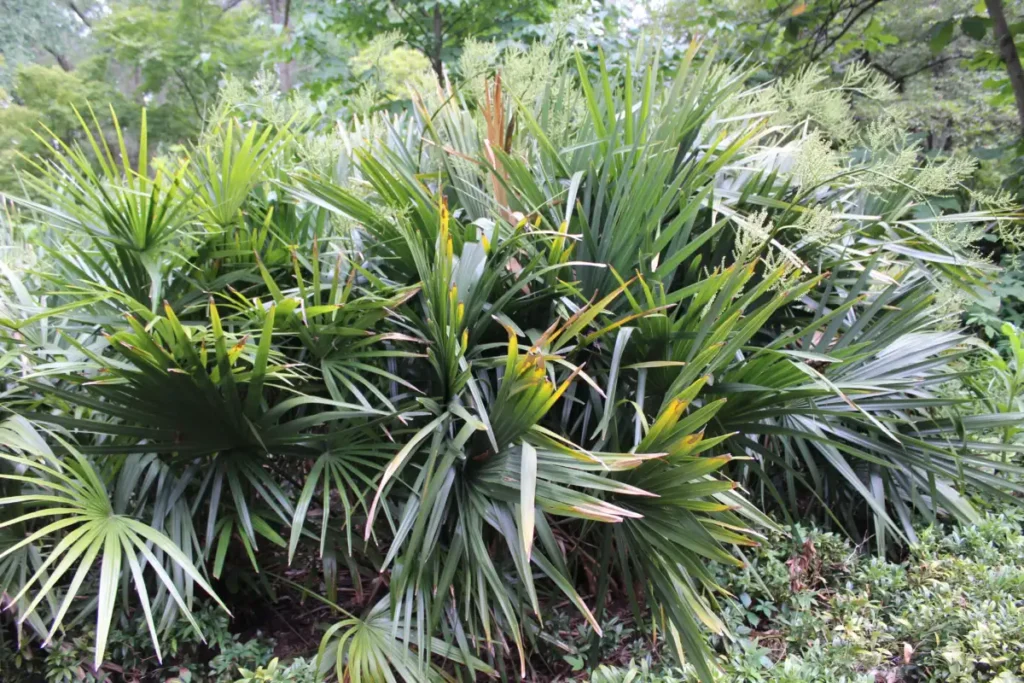 Sabal minor