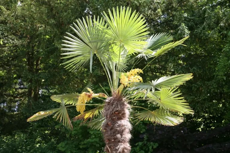 Corona de Trachycarpus fortunei con hojas en abanico, flores amarillas y el tronco cubierto de fibra parda