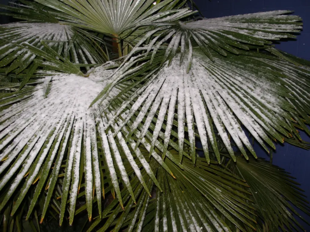 Palmeras resistentes al frío: especies y cuidados para climas templados 1 Trachycarpus fortunei cubierta de nieve