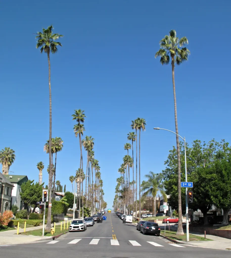 Tipos de palmeras para jardín: las mejores especies por clima y espacio 1 Washingtonia robusta en alineación
