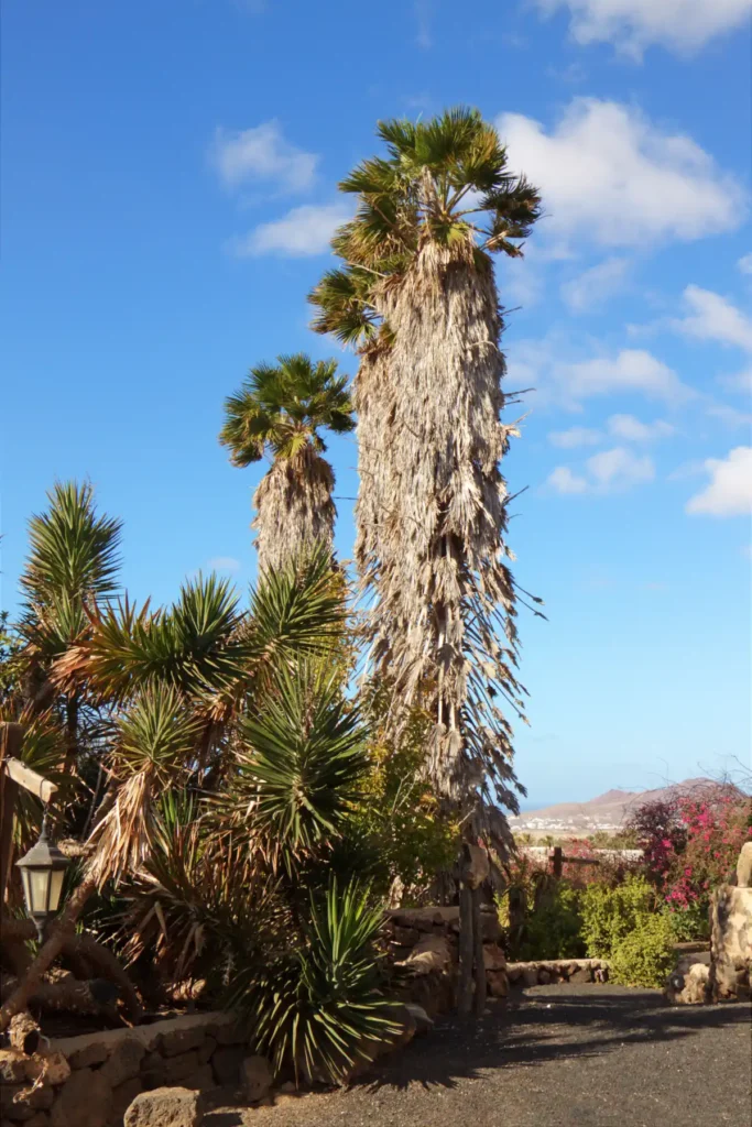 Washingtonia robusta con la falda de hojas secas colgando a lo largo del tronco