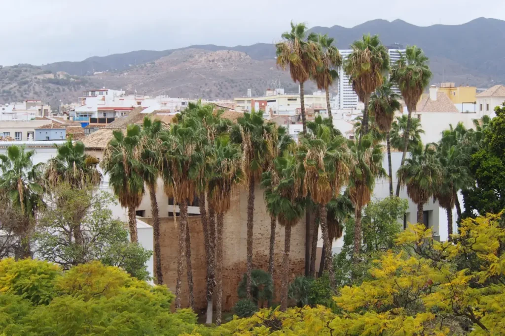 Grupo de Washingtonia robusta de gran altura en Málaga, con troncos esbeltos sobre los tejados