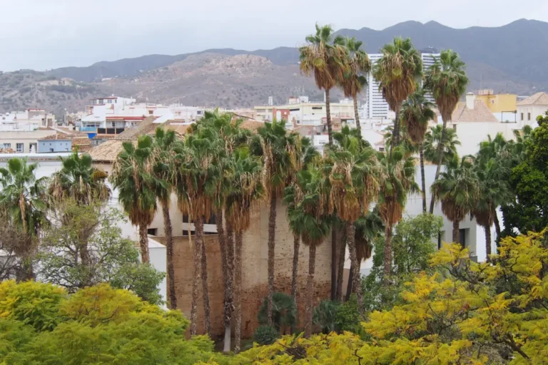 Grupo de Washingtonia robusta de gran altura en Málaga, con troncos esbeltos sobre los tejados